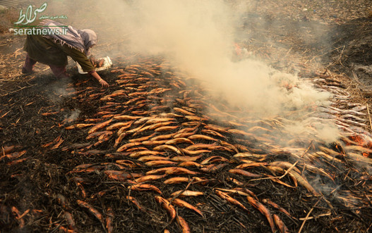 یک زن کشمیری در حال دودی کردن ماهی