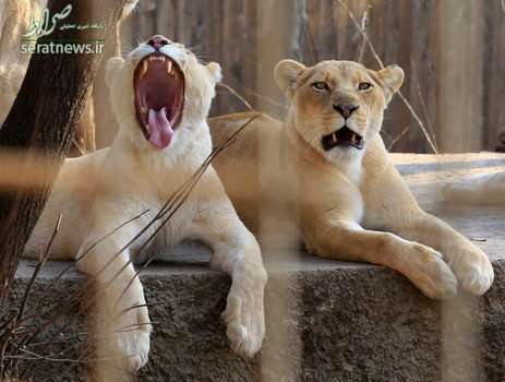 دو شیر از یک خانواده در باغ وحشی در تفلیس گرجستان