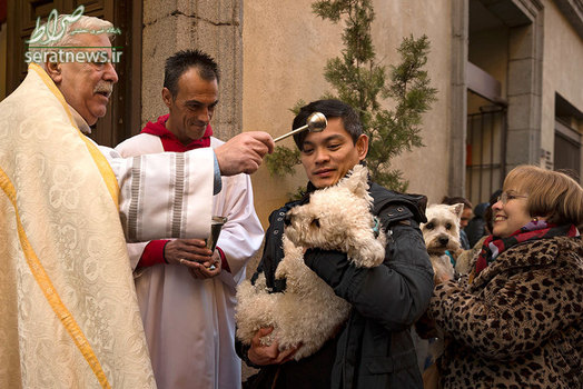 جشن سنت آنتونی قدیس حامی حیوانات در اسپانیا، در این مراسم یک کشیش در حال دعا و نیایش برای حیوانات است