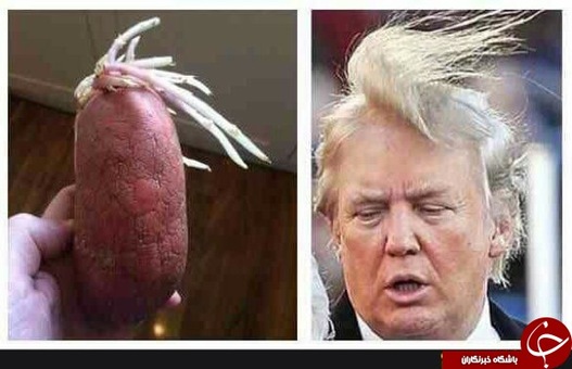 جوانه سیب زمینی و شباهت آن با موهای ترامپ