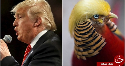 شباهت ترامپ با گونه خاصی از پرندگان