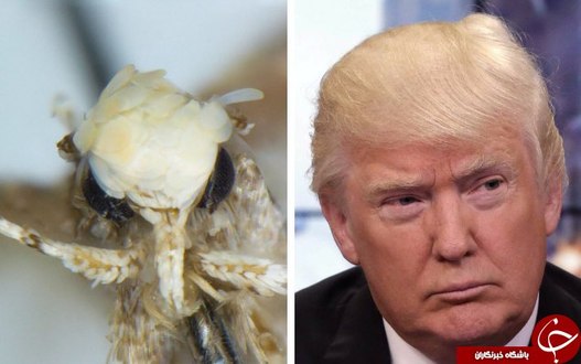 نئوپالپا دونالدترامپی حشره ای شبیه به ترامپ