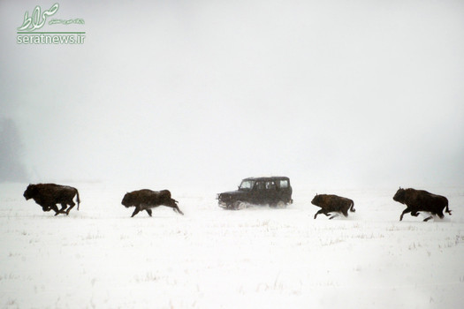 گاومیش‌های آمریکایی در حال دویدن در یک منطقه پر برف در شمال غرب مینسک بلاروس