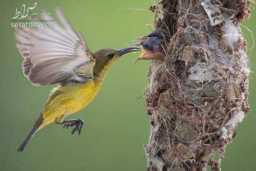 یک سانبرد پشت زیتونی در حال دادن غذا به جوجه هایش - سلانگور، مالزی