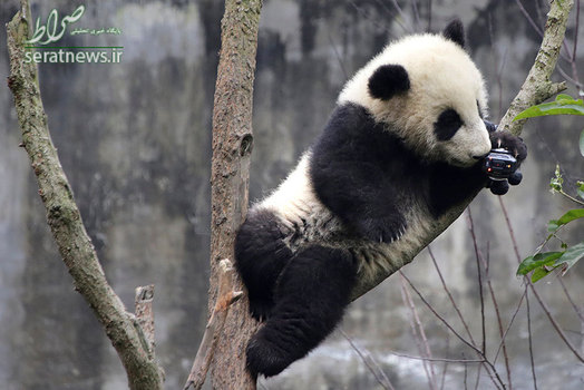 علاقمندی یک پاندای کوچک به عکاسی - سیچوان، چین