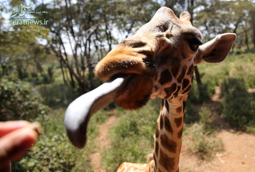 زرافه ای در باغ وحش نایروبی در حال گرفتن آبنبات از یک بازدید کننده