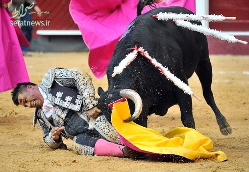 حمله گاو وحشی به یک گاوباز در بوگوتا پایتخت کلمبیا