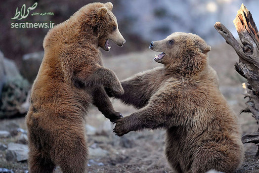 دو خرس قهوه ای در حال بازی کردن در آب و هوای سرد و آفتابی زمستان - باغ وحش گلزنکیرشن، آلمان