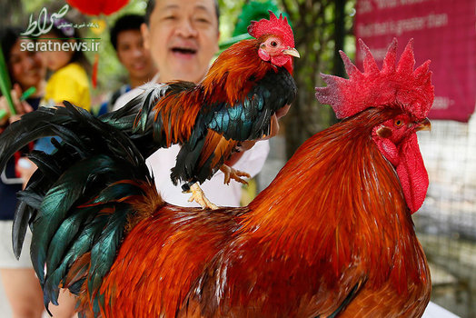 دو خروس با نام های کوچک اما وحشتناک از کشور مالزی و آقای جهان از کشور فرانسه در نمایشگاه خروس به مناسبت سال نو چینی