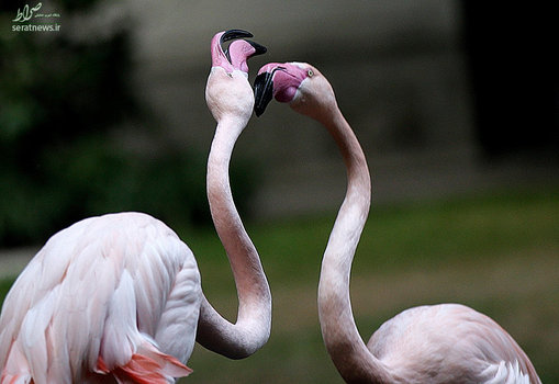 فلامینگوها در میلان ایتالیا