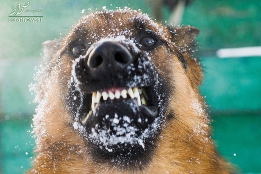 یک سگ نگهبان در زندان نووسیبیرسک