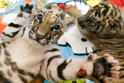 دو توله ببر در باغ وحش چونبوری تایلند