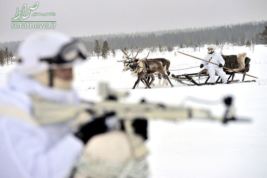 تیپ پیاده نظام روسیه در حال سورتمه رانی با گوزن شمالی