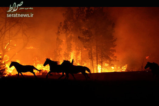 فرار اسب ها در پی آتش سوزی در مناطق مرکزی و جنوبی شیلی