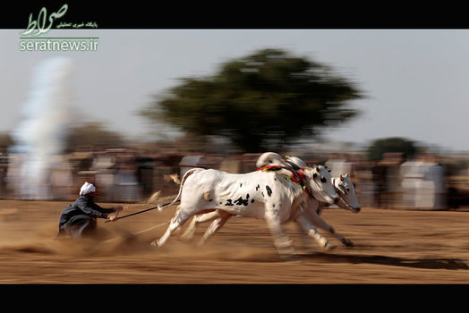 اسکیت سواری با گاوهای نر در پاکستان