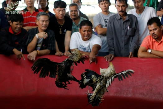 مسابقه سنتی جنگ خروس ها در حومه بانکوک تایلند