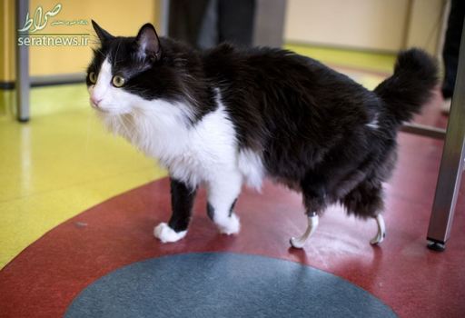 گربه یک ساله با پاهای مصنوعی در صوفیه بلغارستان