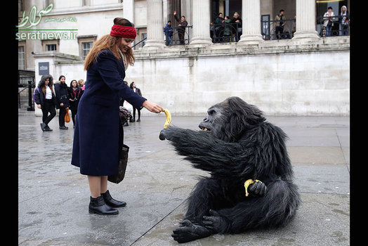 زنی در حال دادن موز به مردی در لباس گوریل - میدان ترافالگار، لندن