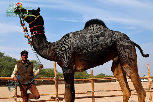 نقاشی جالب بر روی یک شتر شرکت کننده در نمایشگاه شتر - راجستان، هند