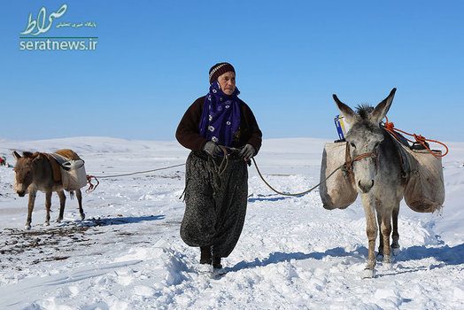 یک زن در حال حمل آب بر روی الاغ ها از چاه در منطقه سیرورک استان شانلی اورفه ترکیه
