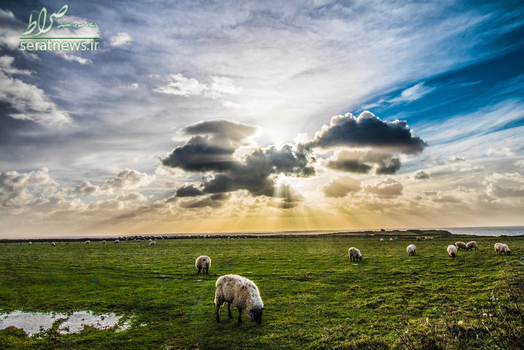 چرای گوسفندان در غرب گلامورگان - ولز