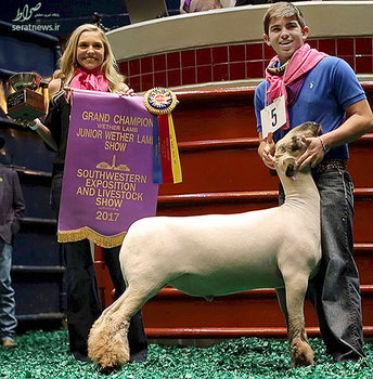 انتخاب یک گوسفنده به عنوان قهرمان بزرگ در بازار مال فروشان - فورت ورث، آمریکا