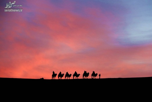 نمایی زیبا از حرکت شترها در غروب آفتاب