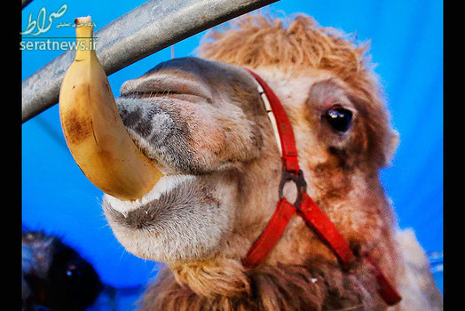 موز خوری شتر یک سیرک در فرانکفورت آلمان