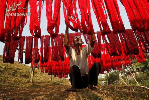 آویزان کردن نخ های رنگ شده برای خشک شدن در یک کارگاه نساجی در حومه اگرتلا هند