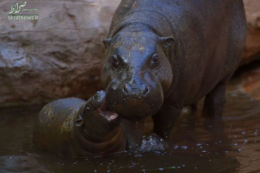 اسب آبی و بچه اش در مالاگا