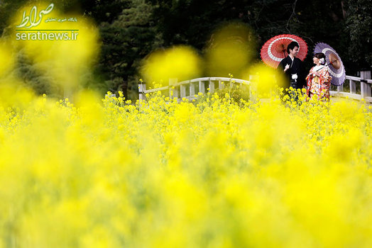 عروس و داماد ژاپنی برای گرفتن عکس عروسی با پوشش کیمونو به یک دشت کلزا در حومه توکیو رفتند