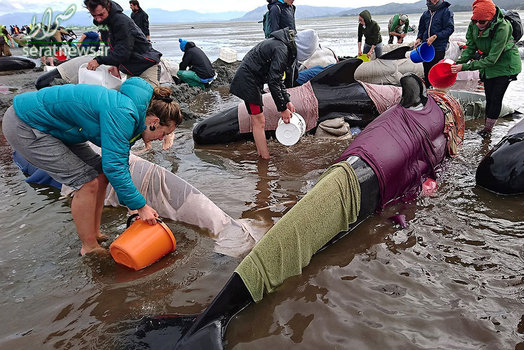 تلاش برای زنده نگه داشتن صدها نهنگ به گل نشسته در خلیج طلایی نیوزیلند