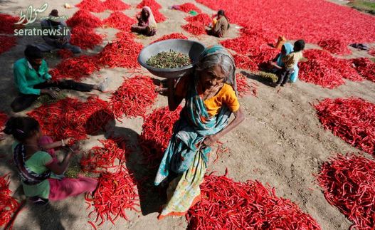 خشک کردن فلفل قرمز در یک مزرعه در احمدآباد هند
