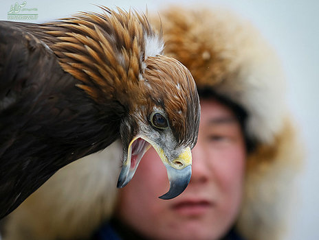 یک شکارچی با عقاب طلایی خود در مراسم رژه شکار سالانه در شرق قزاقستان