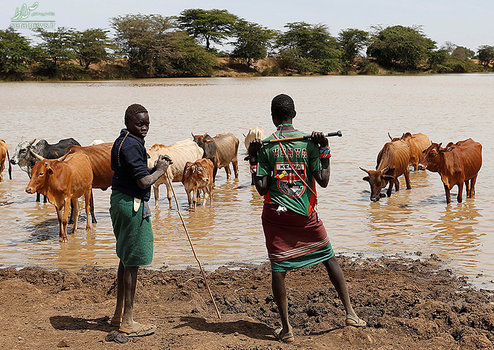 مردان قبیله Pokot در کنیا در حال آب دادن به گاوهایشان