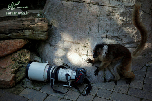 کنجکاوی یک لمور سیاه مقابل یک دوربین عکاسی در مالاگای اسپانیا