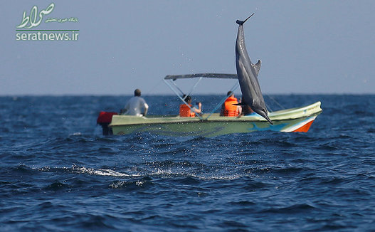جهش دلفین مقابل یک قایق توریستی در آبهای سریلانکا