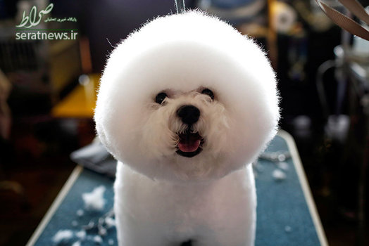 نمایش سگ در نیویورک