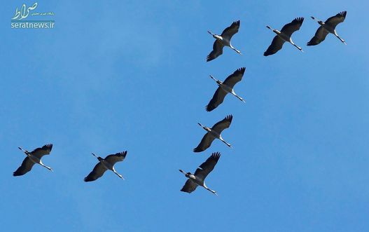 پرواز یک دسته غاز  بر فراز شهر بوردو، در جنوب غربی فرانسه