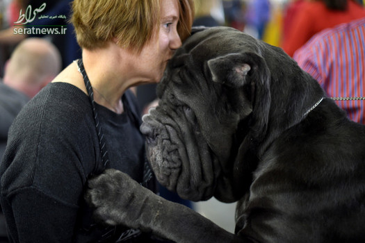 141مین نمایشگاه بین المللی سگ در نیویورک