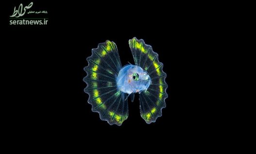  پلانگتون کواکس که توسط عکاس فرانسوی در آبهای مکزیک شکار شده