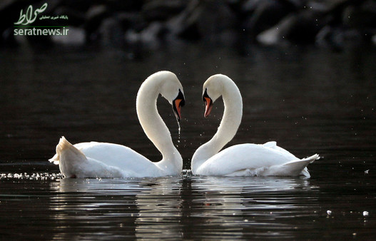 دو قوی گنگ در رودخانه مانهایم آلمان