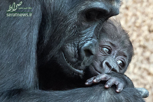 مهر مادری گوریل در باغ وحش لایپزیگ آلمان