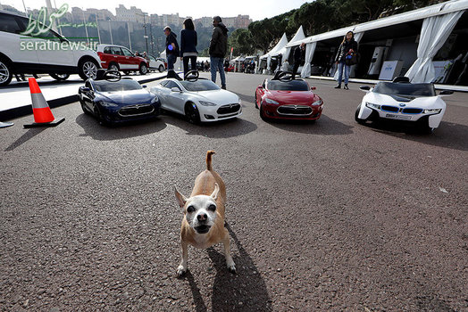 یک سگ مقابل اتومبیل های برقی کودکان در نمایشگاه بین المللی خودرو در موناکو