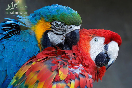 دو طوطی مکائو در پارک حیوانات منطقه Valbrembo ایتالیا