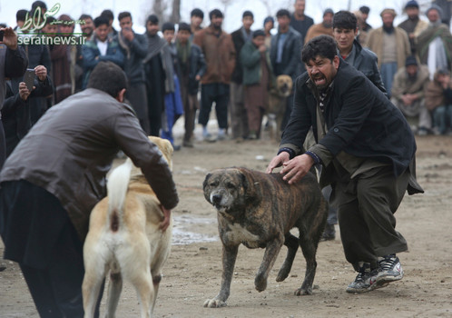جنگ سگ ها در ولسوالی پغمان کابل، این رویداد محبوبترین سرگرمی در طول فصل زمستان در این منطقه است که هر جمعه برگزار می شود