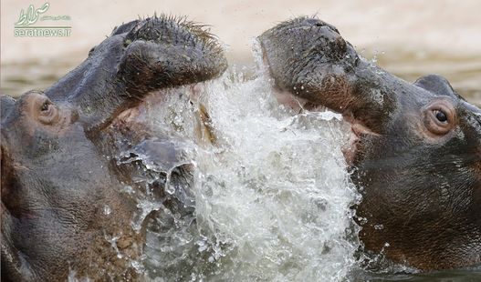 دو اسب آبی نر و ماده در یک استخر پارک حیوانات در نزدیکی میلان ایتالیا