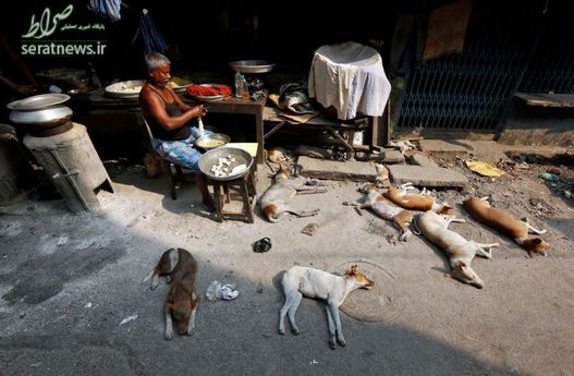 مرد دستفروش خیابانی با سگهایش  در کلکته هندوستان