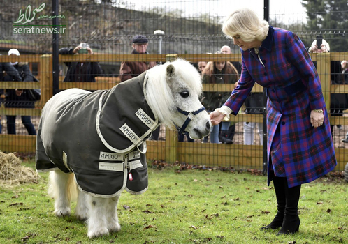 خوش و بش کامیلا، دوشس کورنوال همسر دوم چالز ولیعهد انگلیس با یک اسبچه شتلند در جریان سفر خود به یک باشگاه اسب سواری در لندن