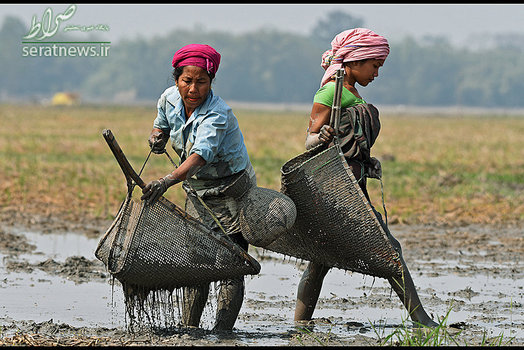 ماهیگیری زنان قبیله ای به روش سنتی در ایالت شرقی آسام هند